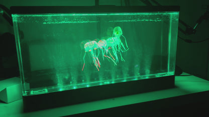 Jelly Fish Aquarium